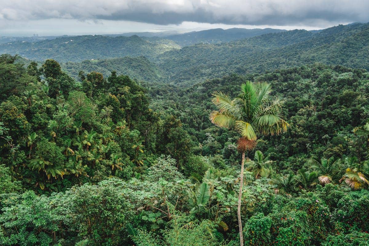 Pemandangan hutan hujan tropis yang lebat dengan pepohonan hijau rimbun dan perbukitan yang diselimuti awan tebal di kejauhan.