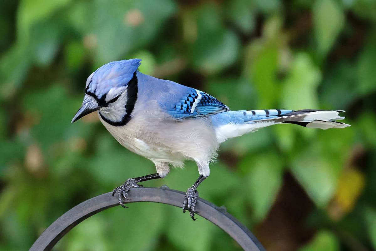 Blue jay