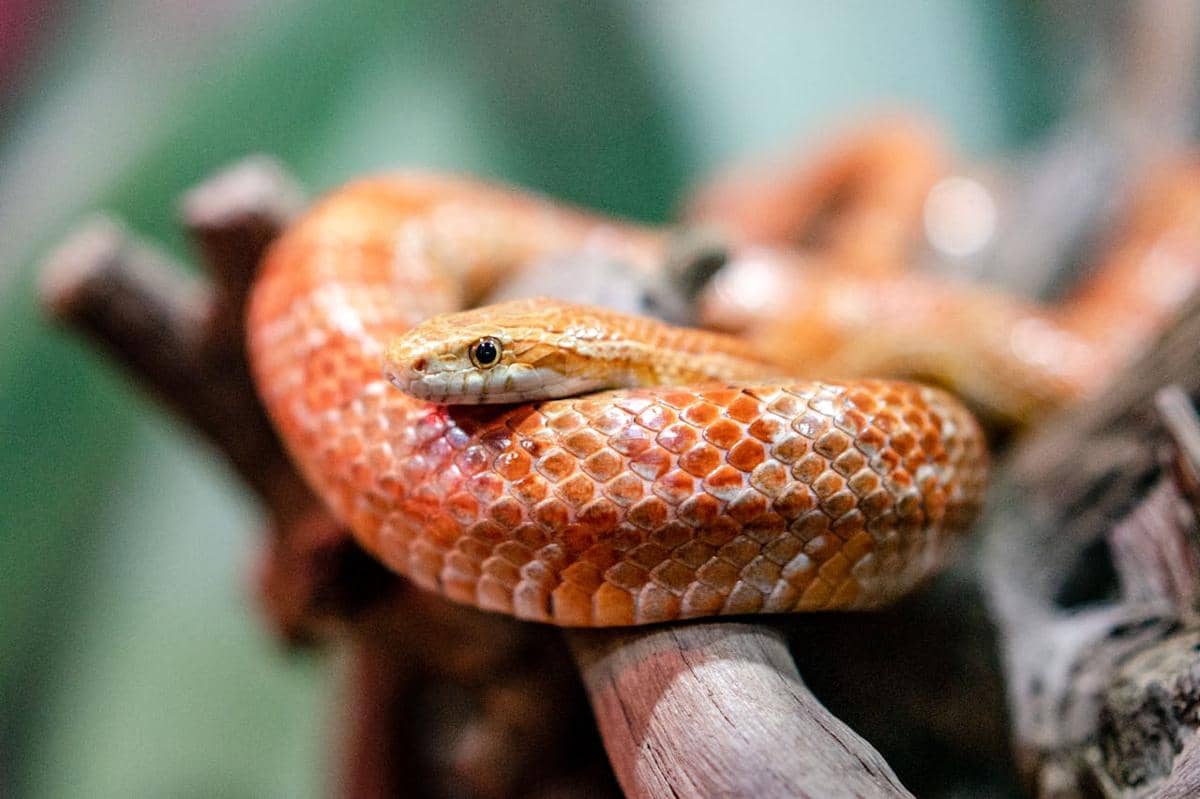 Corn snake