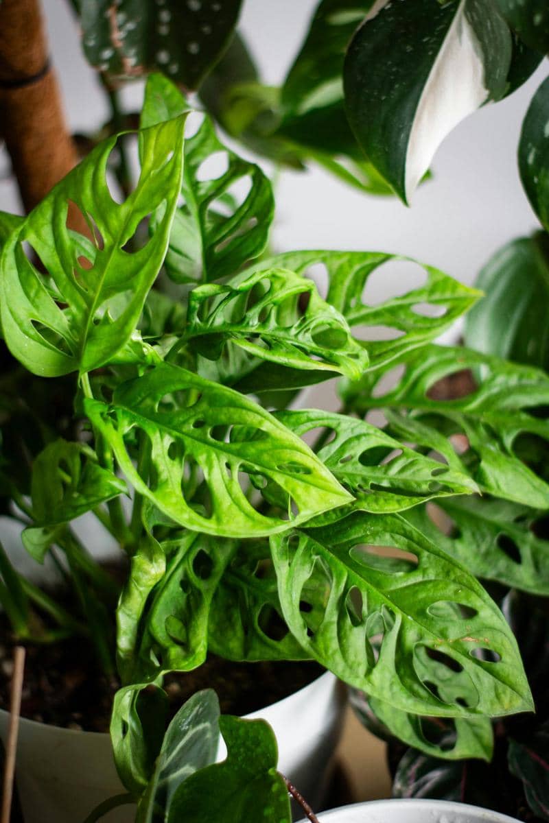 Monstera adansonii