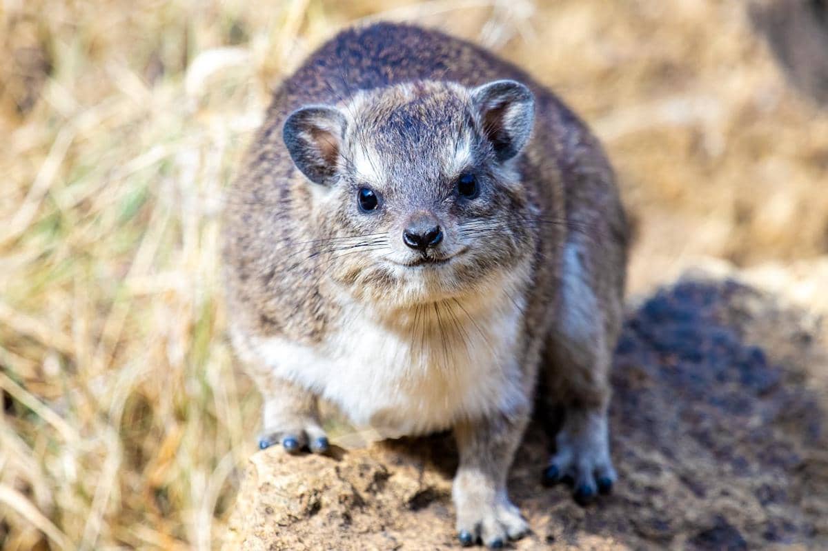 Hyrax