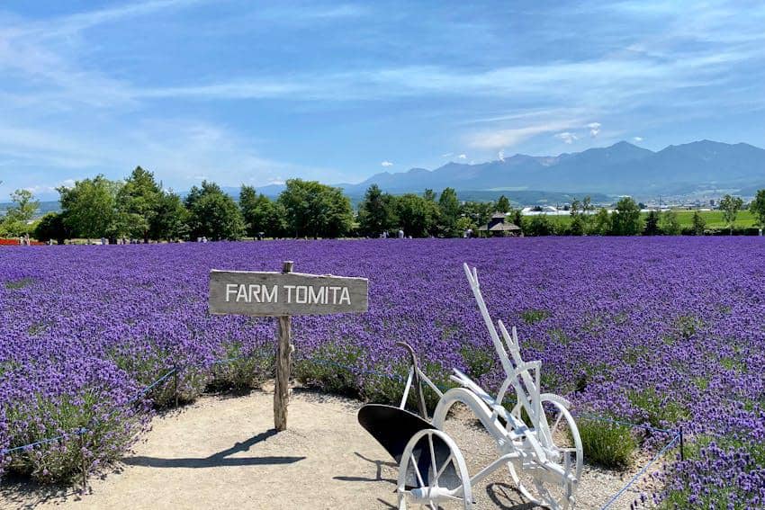 ilustrasi lavender di Furano