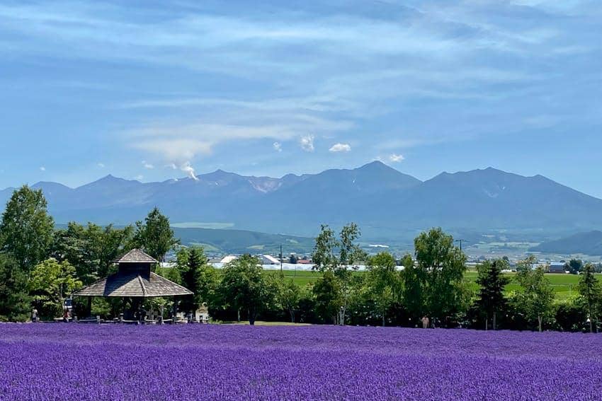 ilustrasi lavender di Furano 