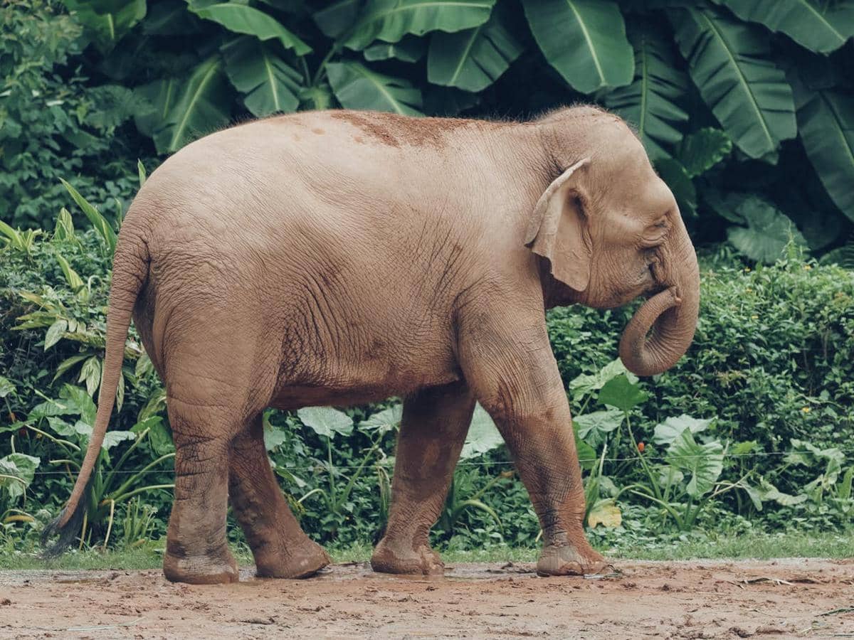 Ilustrasi seekor gajah berjalan menjauh dari sungai