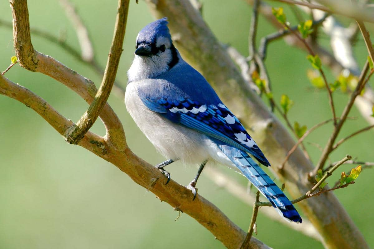 Blue jay