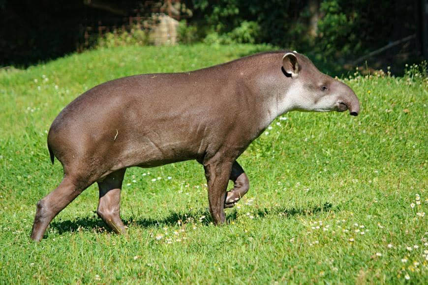 Aardvark