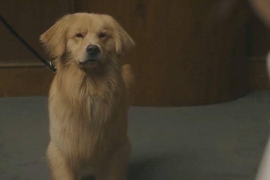 cuplikan drama Pro Bono