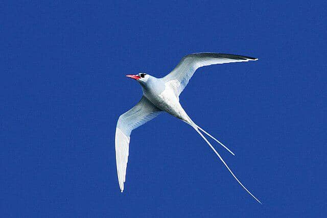 potret burung red-billed tropicbird
