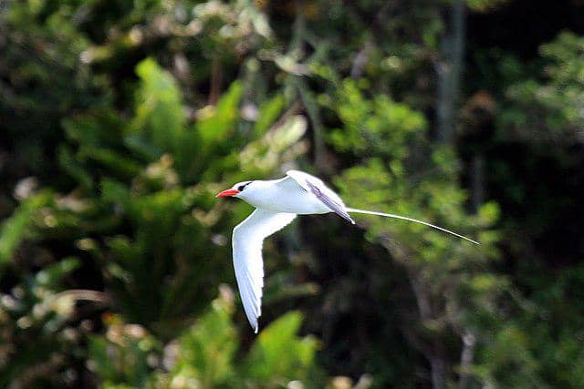 potret burung red-billed tropicbird