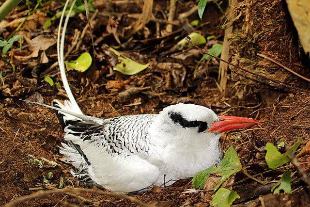 potret burung red-billed tropicbird