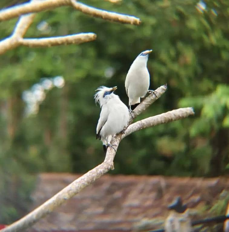 burung jalak bali di Kampoeng Jalak Bali