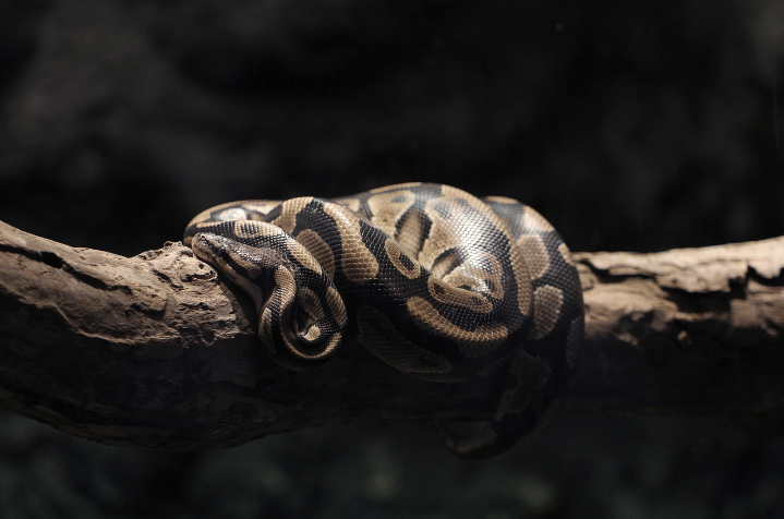 Burmese python