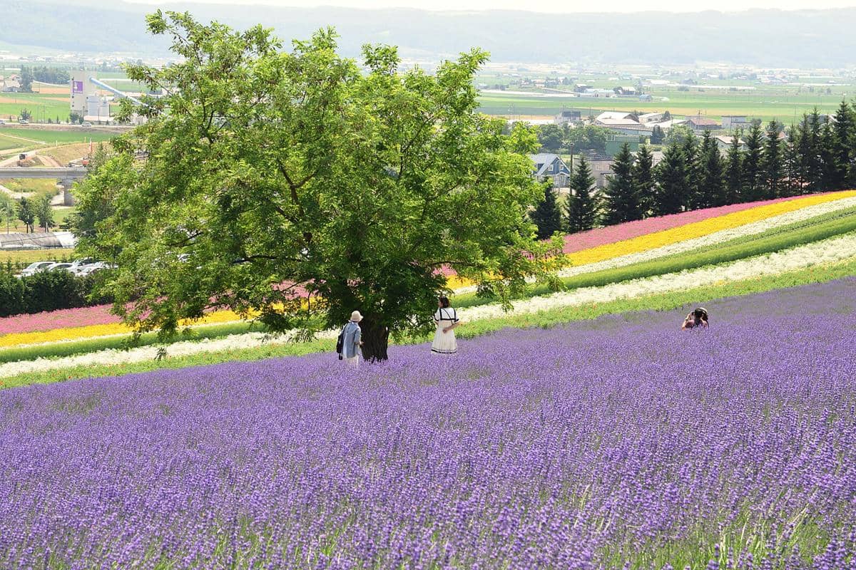 potret lavender di Furano