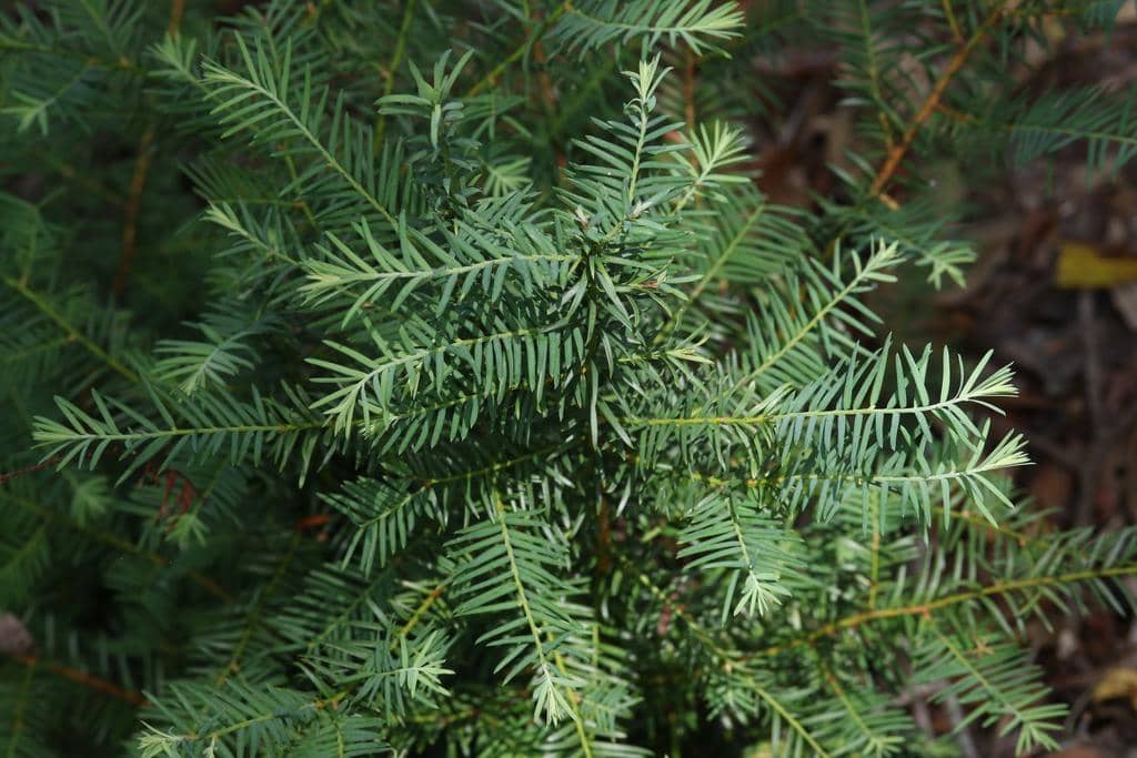 foto Taxus floridana