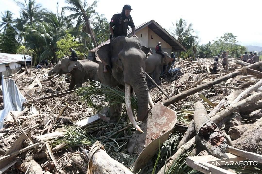 Gajah Sumatra, Banjir Sumatra