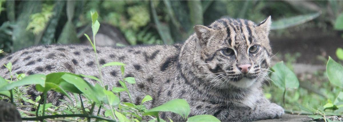 Kucing Bakau salah satu jenis kucing hutan