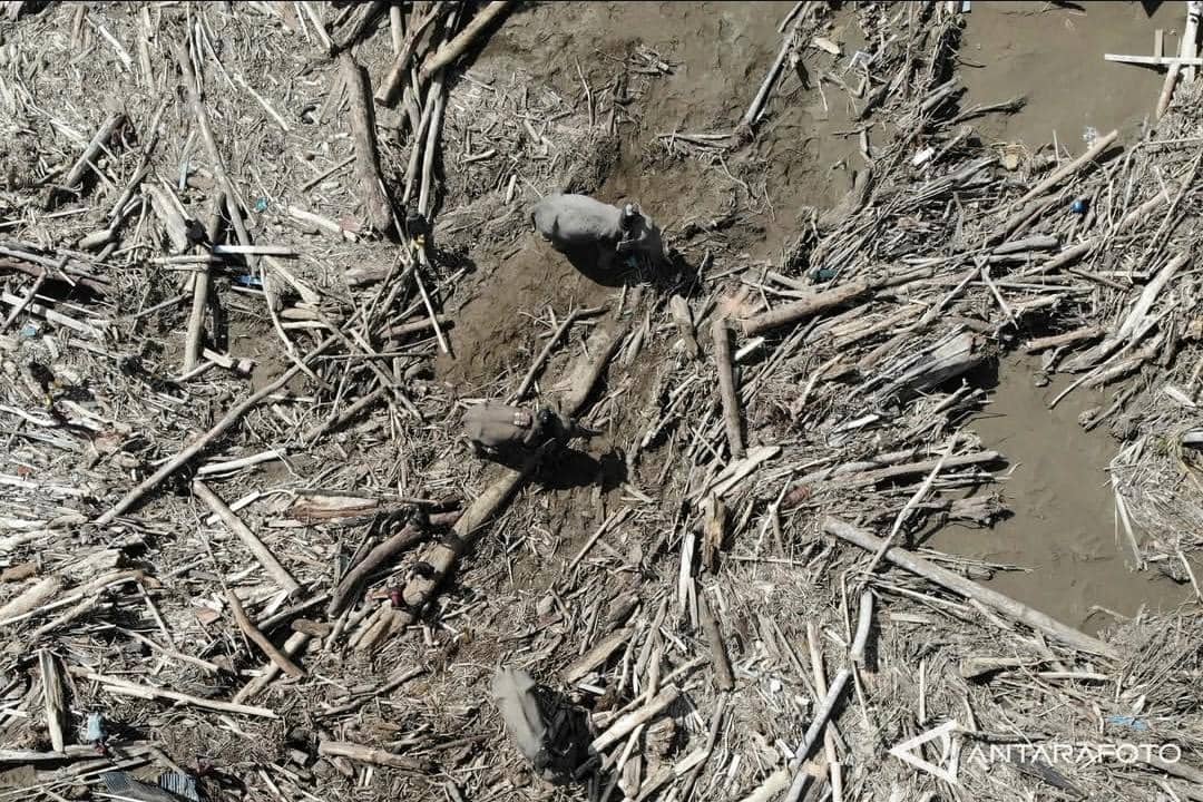 Banjir Sumatra, Gajah Sumatra