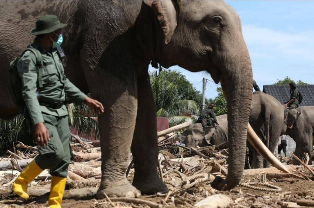 Banjir Sumatra, Gajah Sumatra