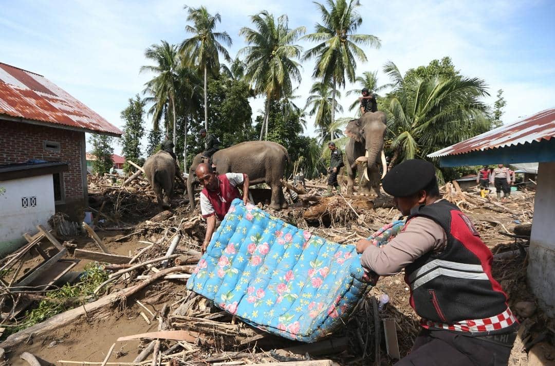 Gajah Sumatra, Banjir Sumatra