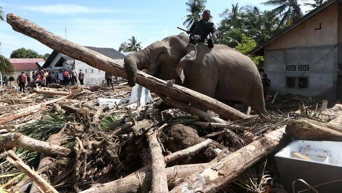 Gajah dikerahkan BKSDA membersihkan puing-puing sisa banjir di Pidie Jaya (dok.BKSDA Aceh)