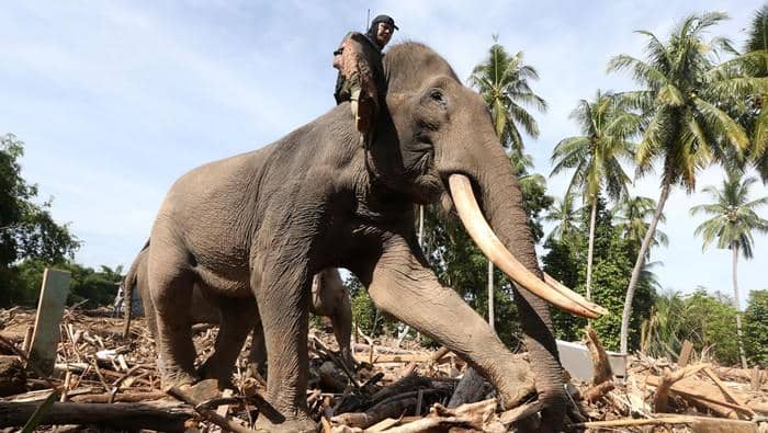 Gajah dikerahkan BKSDA membersihkan puing-puing sisa banjir di Pidie Jaya (dok.BKSDA Aceh)