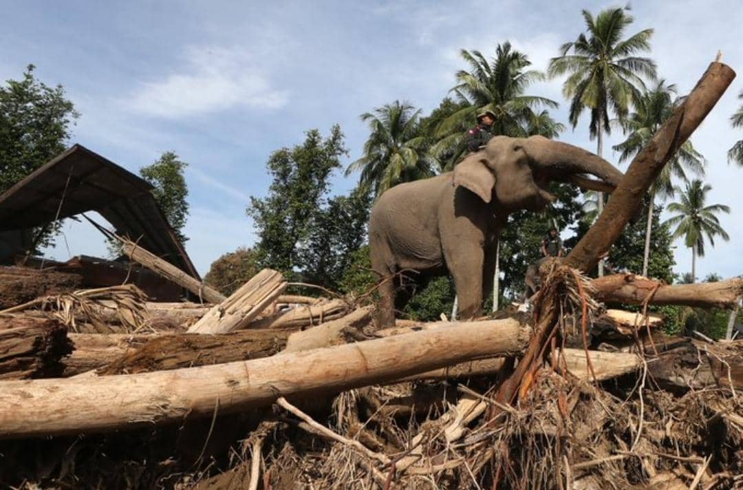Banjir Sumatra, Gajah Sumatra