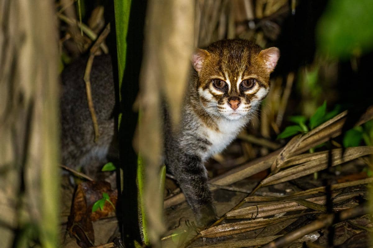 Kucing Tandang salah satu jenis kucing hutan