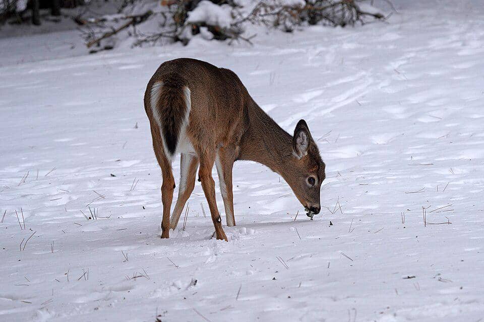 rusa ekor putih sedang mencari makan di bawah tumpukan salju