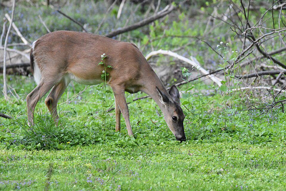 rusa ekor putih memakan rerumputan
