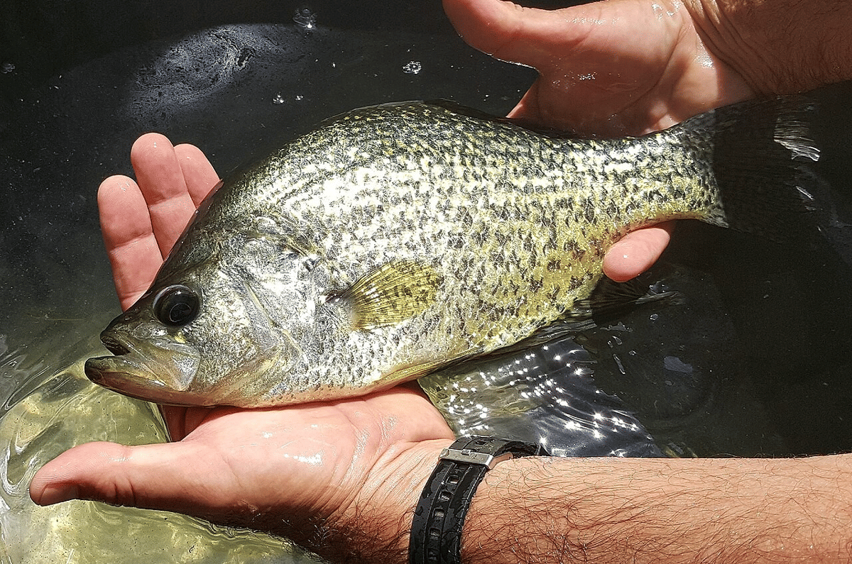 crappie hitam