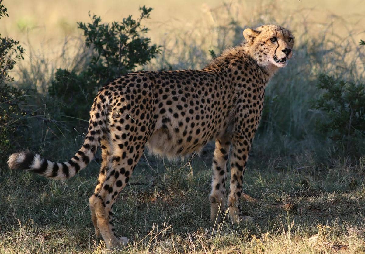 ilustrasi macan tutul 