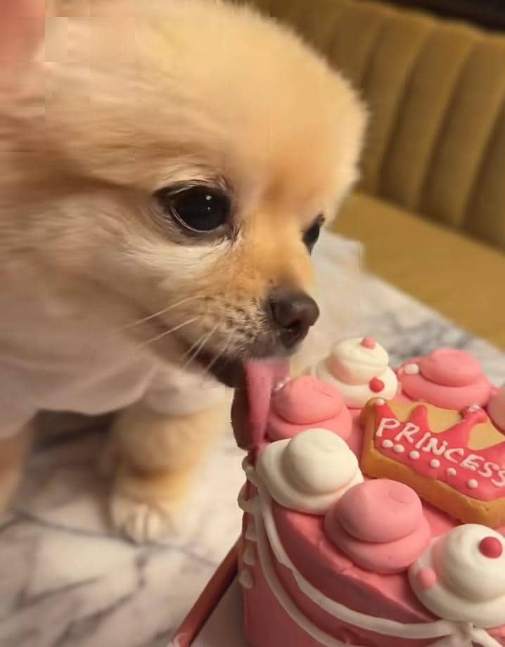 Ultah ke-8 Chanel, anabul Sabrina Chairunnisa