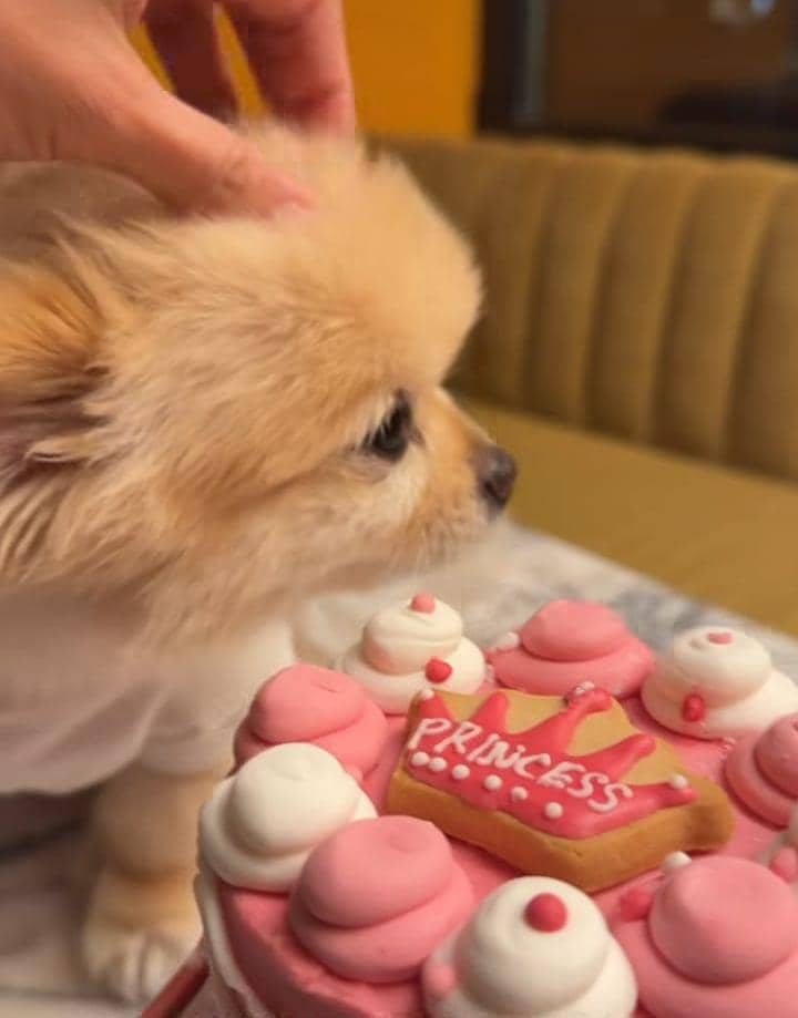 Ultah ke-8 Chanel, anabul Sabrina Chairunnisa