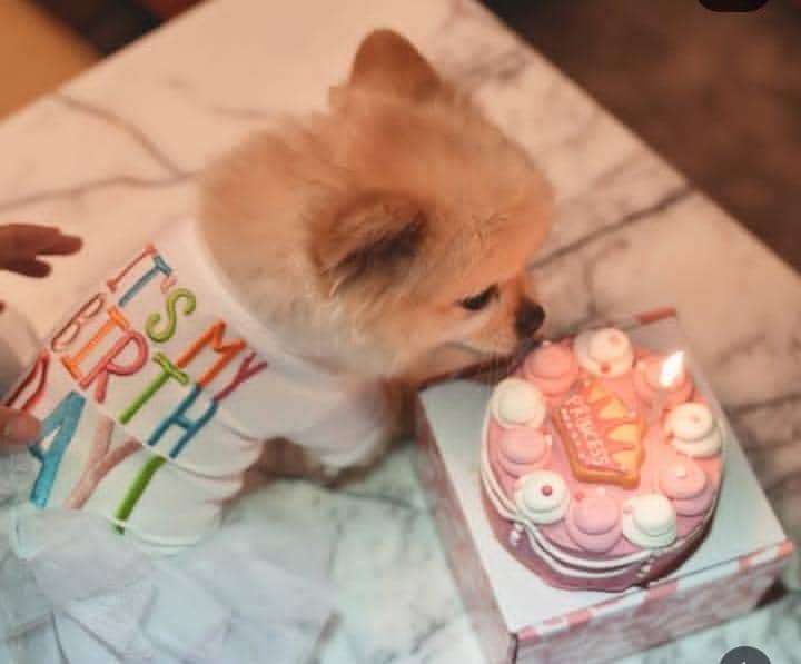 Ultah ke-8 Chanel, anabul Sabrina Chairunnisa