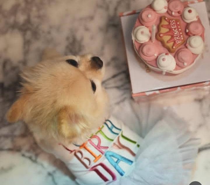 Ultah ke-8 Chanel, anabul Sabrina Chairunnisa