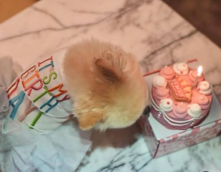 Ultah ke-8 Chanel, anabul Sabrina Chairunnisa