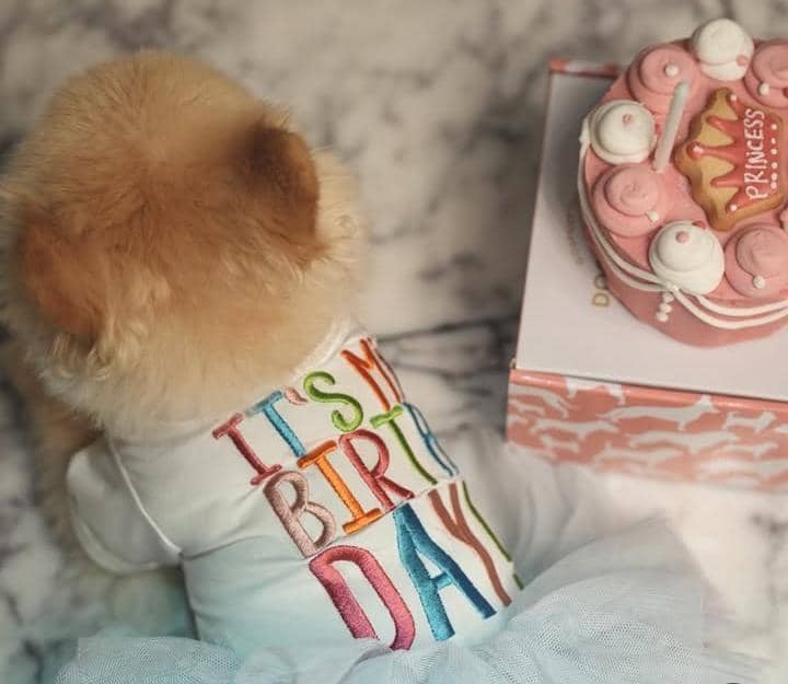 Ultah ke-8 Chanel, anabul Sabrina Chairunnisa