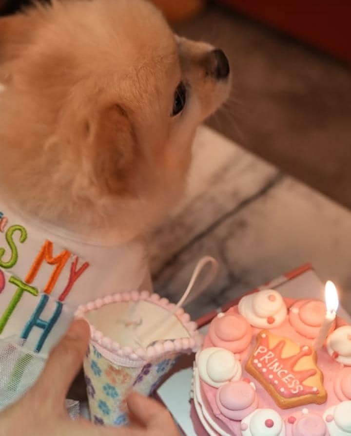 Ultah ke-8 Chanel, anabul Sabrina Chairunnisa