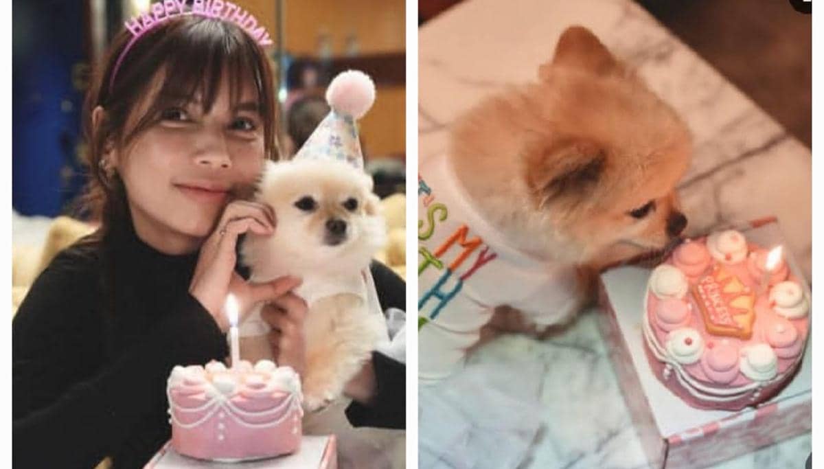 Ultah ke-8 Chanel, anabul Sabrina Chairunnisa