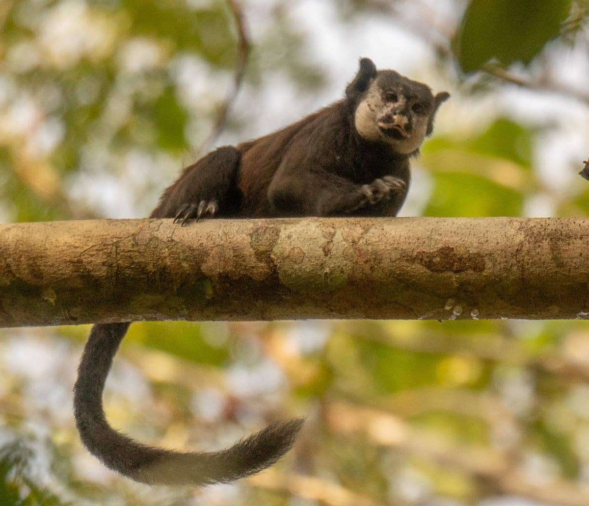 Mottled-face Tamarin 