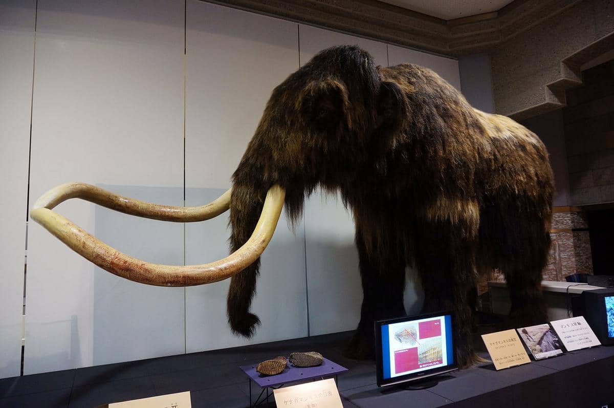 potret Hokkaido Museum