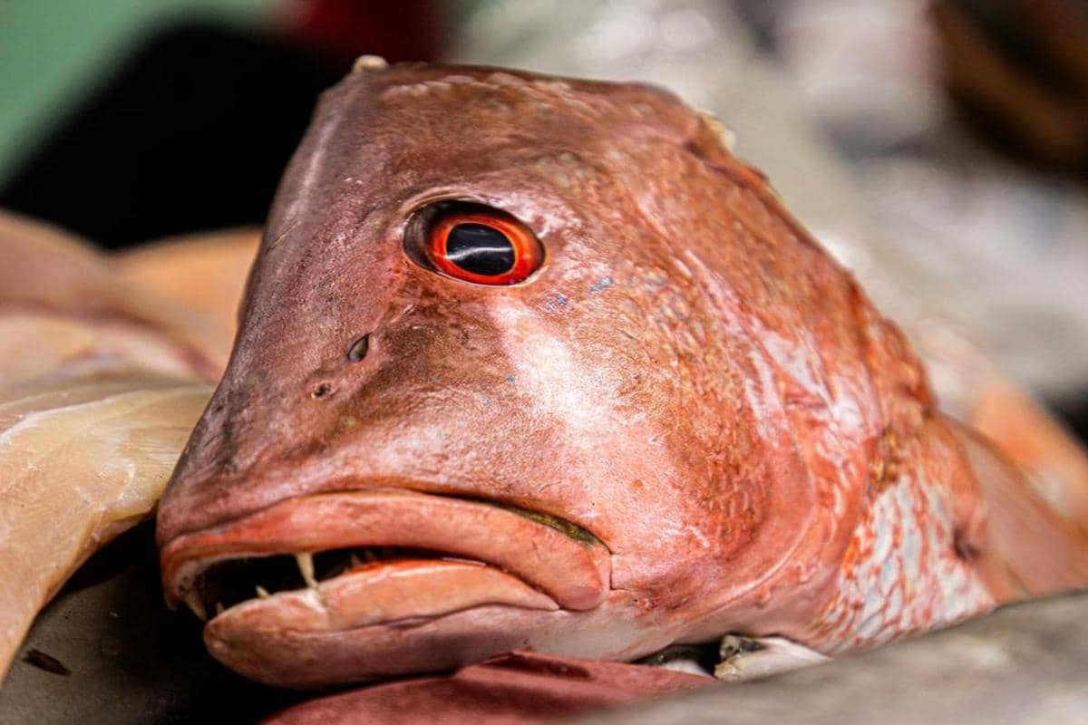 ilustrasi kepala ikan segar