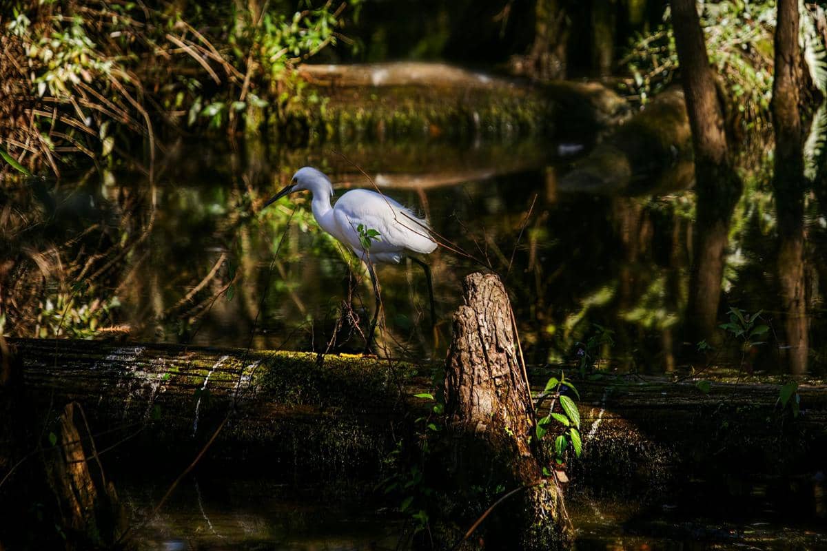 Ilustrasi ekosistem hutan