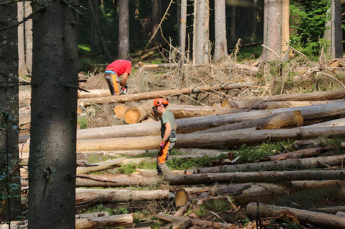 Ilustrasi aktivitas penebangan hutan