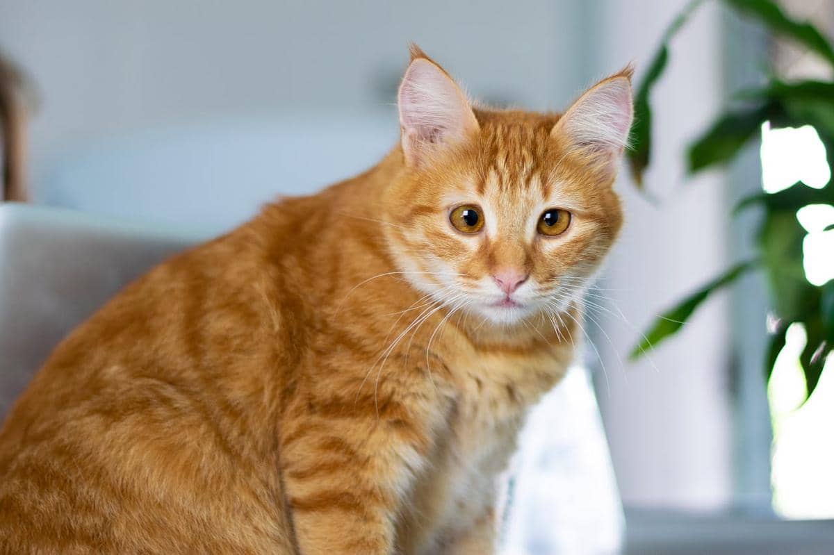 ilustrasi seekor kucing oranye yang gemuk
