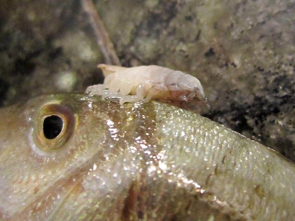 Cymothoa exigua
