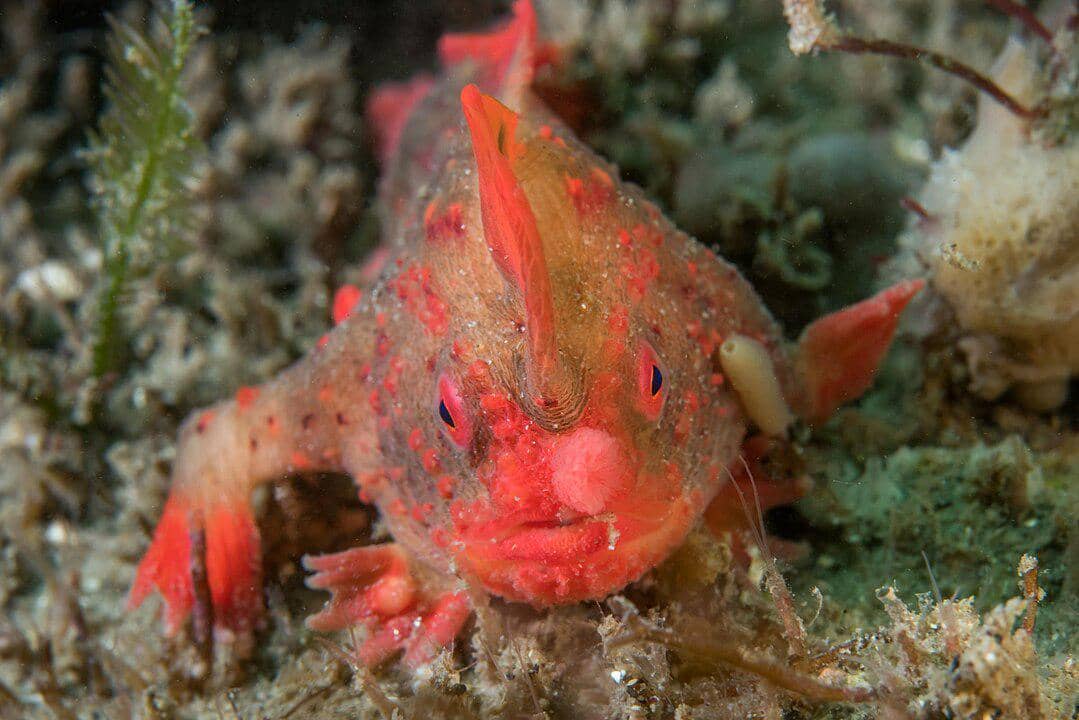 potret red handfish