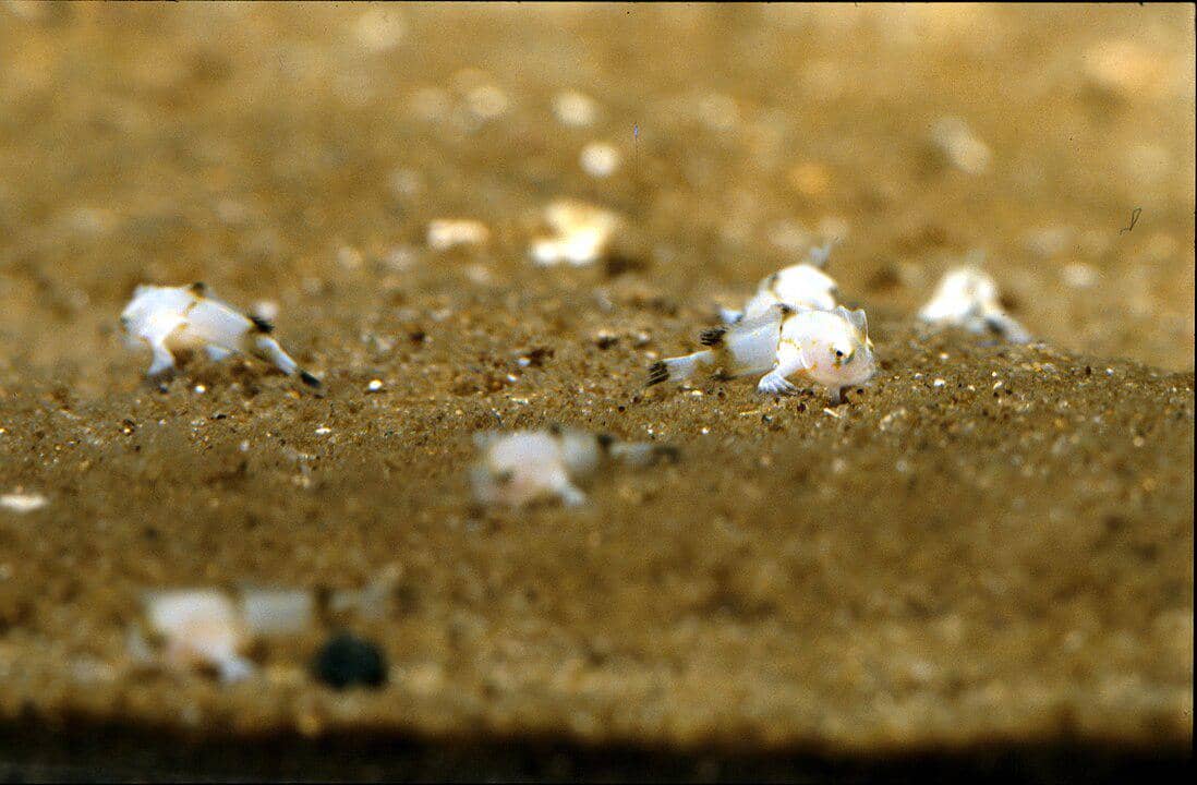 potret bayi spotted handfish yang baru menetas