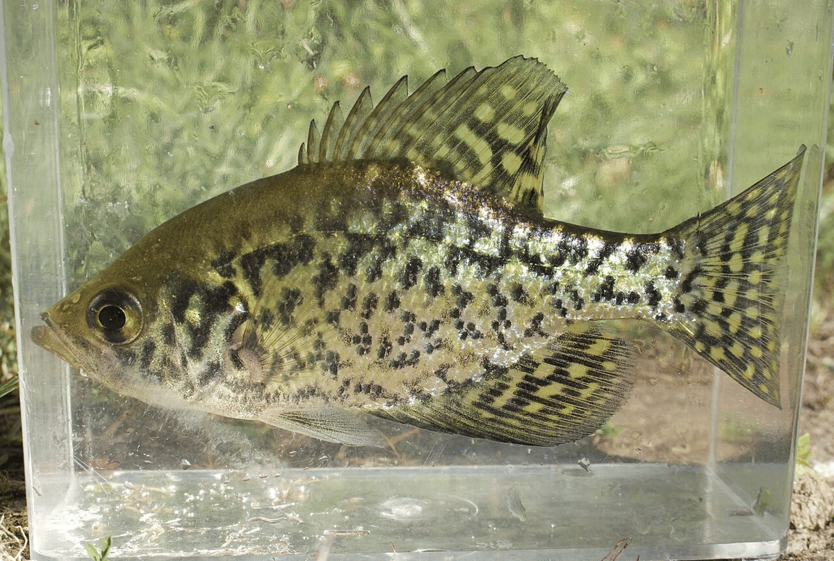 crappie hitam