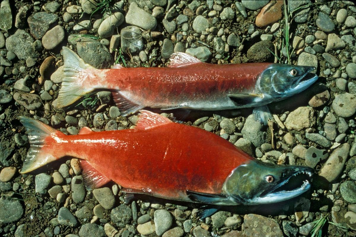 Ikan Salmon Sockeye
